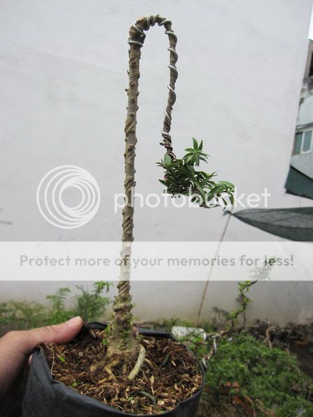  photo IMG_2235_zps92a1f484.jpg