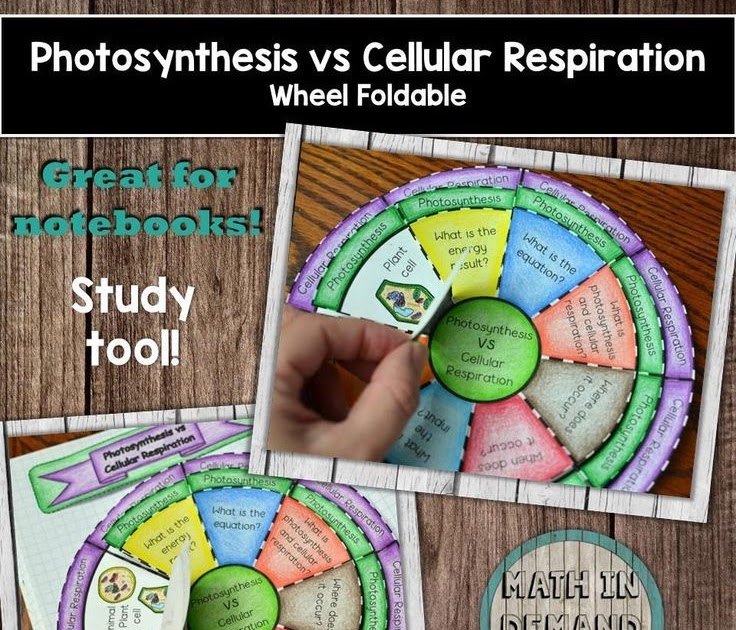 Cellular Respiration In Plants Diagram Car Accident Lawyer