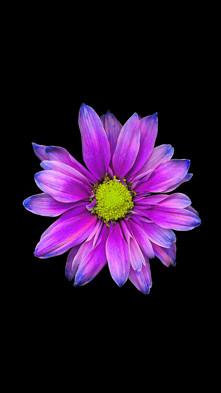 ダウンロード済み Iphone 壁紙紫花 あなたのためのディズニー画像