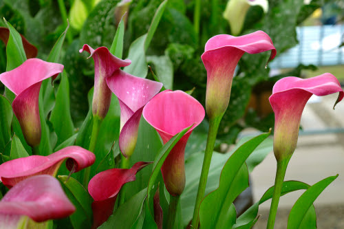 トップ100花 カラー 育て方 美しい花の画像