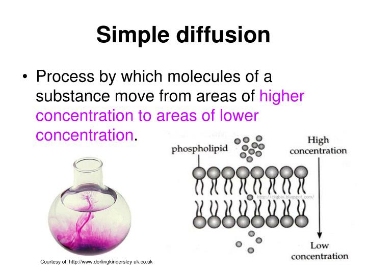 Simple diffusion is carried out by the actions of hydrogen bonds forming between water molecules an : What Molecules Use Simple Diffusion Ekbooks Org