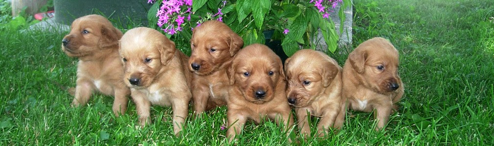 Their loyalty & patience make them a great family pet. Schelhaas Family Puppies Chocolate And Yellow Labrador And Golden Retrievers