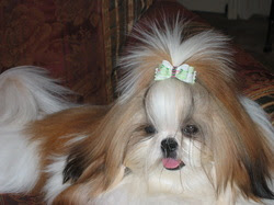 88+ Imperial Shih Tzu For Sale Near Me - l2sanpiero