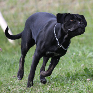 Significa corte o cortile, ma significa anche guardiano. Cane Corso Italiano Hunderassen Hunde Ratgeber
