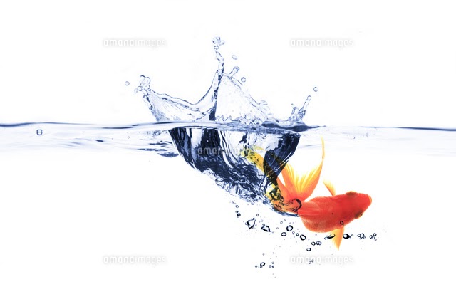 70以上 魚 跳ねる イラスト 1815 魚 跳ねる イラスト Imagesjpthien