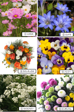 新着11月 花 結婚式 最高の花の画像