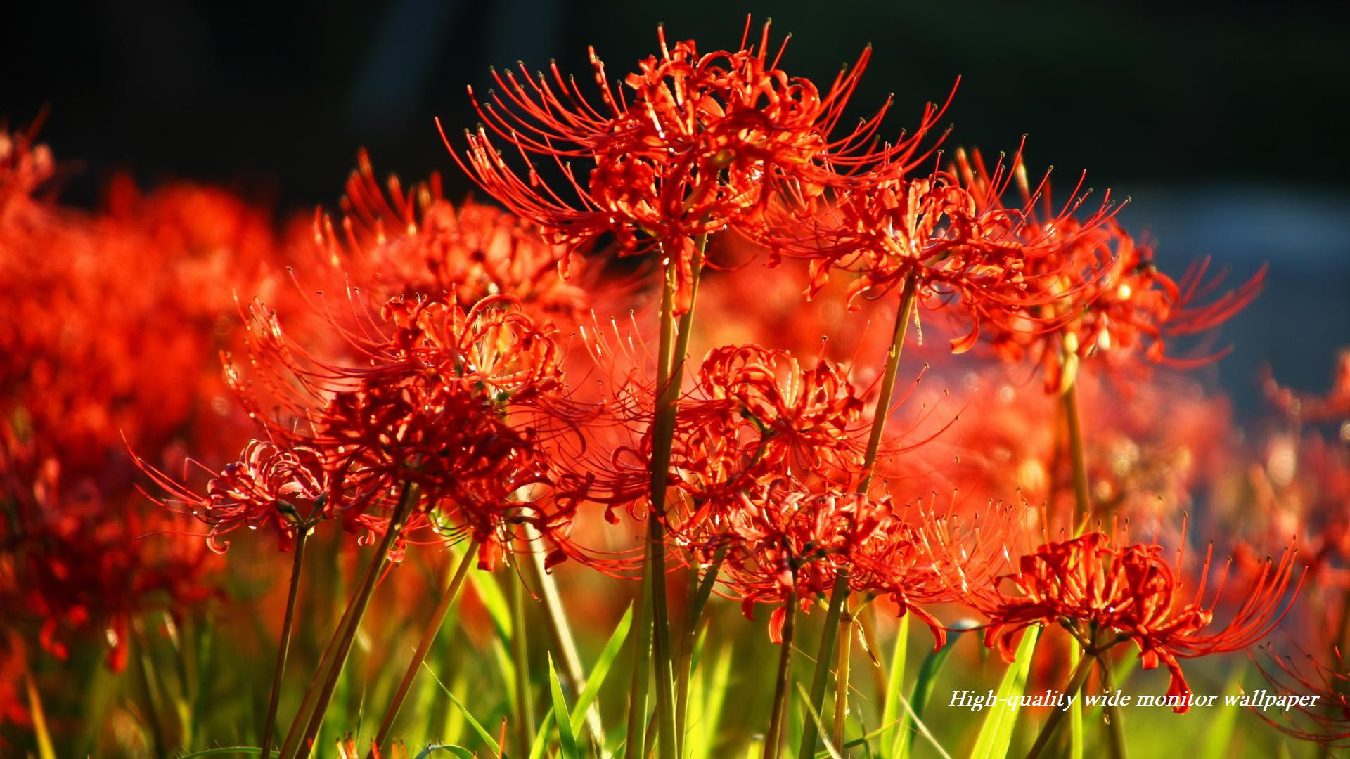無料印刷可能彼岸花 壁紙 Pc 最高の花の画像