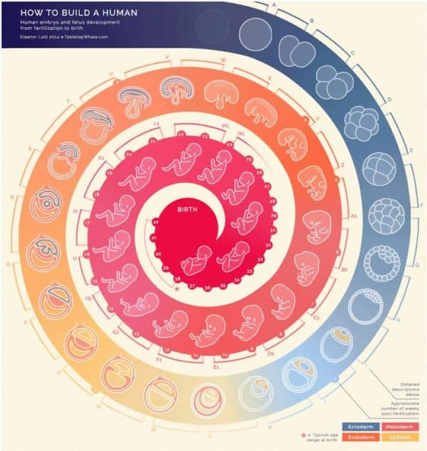 More facts about the human fertilization process