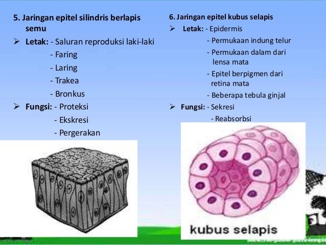 Struktur Dan  Fungsi Jaringan  Hewan  Kelas  11  Berbagi Struktur