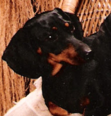 Find the perfect miniature dachshund puppy for sale in kansas, ks at puppyfind.com. Dachshund Puppies For Sale In Iowa