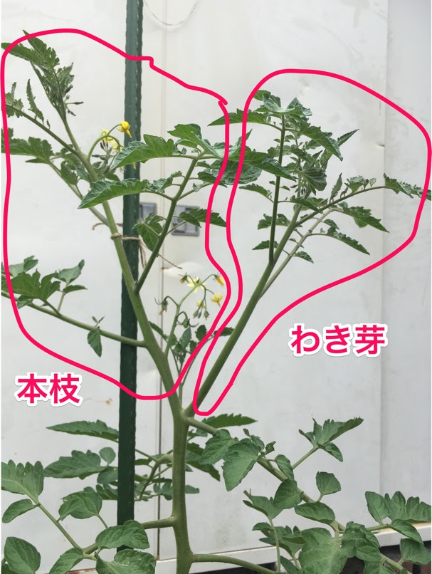 ミニトマト 一本仕立て 二本仕立て ミニトマト 一本仕立て 二本仕立て