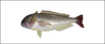 Golden Tilefish illustration v3