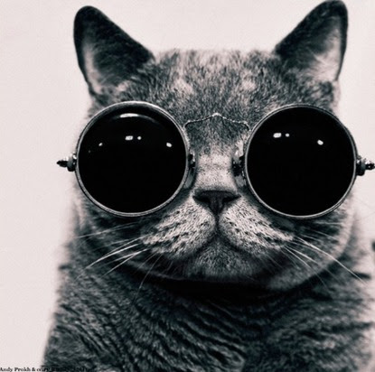 モノクロ 猫 おしゃれ 画像 Udin