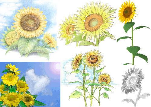 新鮮なイラスト リアル ひまわり 画像 美しい花の画像