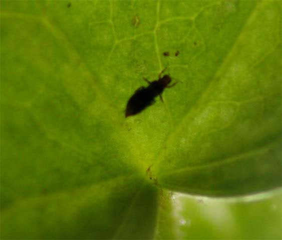 最新観葉植物 虫 黒い 小さい 飛ぶ すべての美しい花の画像