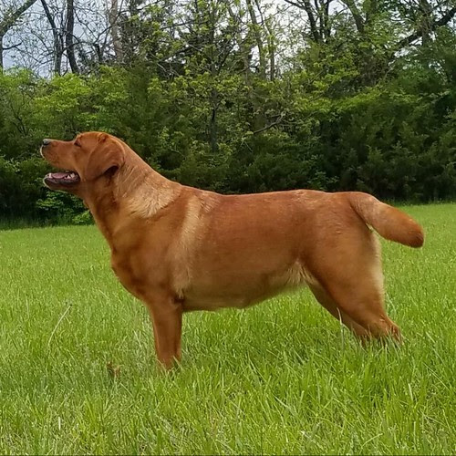 Champion sired english akc white lab puppy, yellow lab puppy, cream lab puppy, ivory lab puppy, fox red lab puppy, white lab puppies, white labrador breeder, labrador retriever for sale. English Labradors Fox Red Labradors Labrador Retriever Puppies Lab Puppies Retriever Breeder Red Diamond English Fox Red Labradors