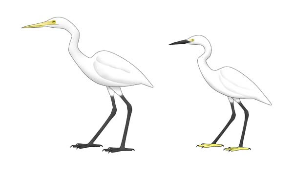 50 白サギ 鳥 最高の花の画像