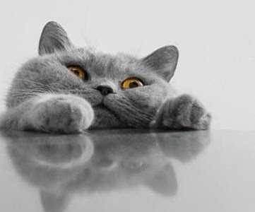 [コンプリート！] かっこいい 猫 壁紙 iphone 195182-Iphone 壁紙 猫 かっこいい