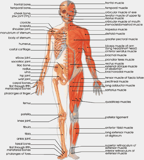 Medial compartment, also known as adductor compartment; Ergonomics Muscle Identification Bone Identification