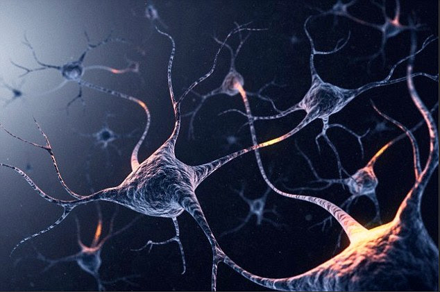 Dr Kaku's theories on the future of the mind are wide-ranging, from the possibilities of telepathy to controlling ‘programmable matter’ with our thoughts alone (artist's impression of neuron, pictured)