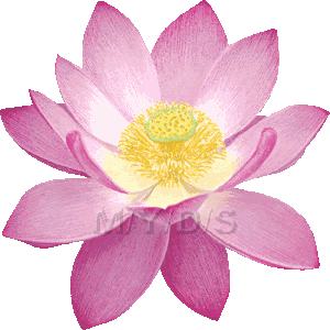 エレガントハスの花 イラスト 無料 イラスト画像