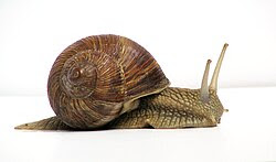 Grapevinesnail 01.jpg