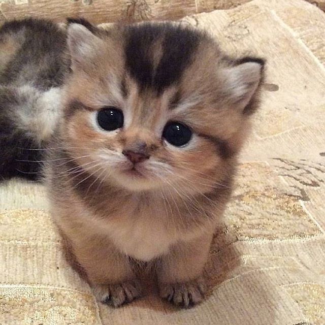 マンチカン 可愛い 子猫 画像 の最高のコレクション 最高の壁紙hd