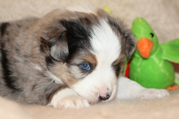 The australian shepherd is an intelligent dog who loves to play & has a thick and slightly wavy coat. Blue Horizon Toy Australian Shepherds