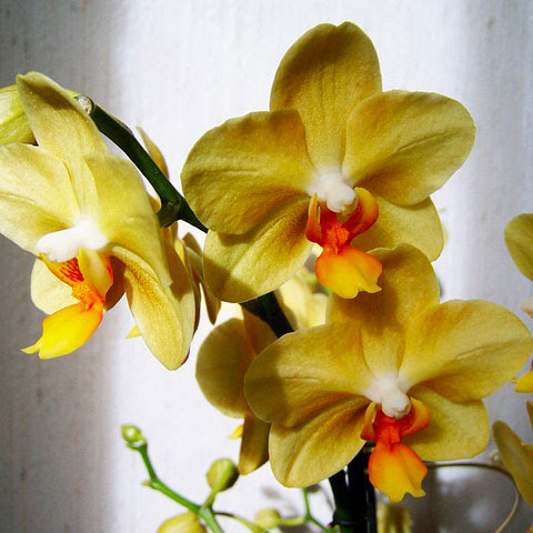 L'orchidea gialla rappresenta l'amicizia e il rapporto di fiducia e lealtà tra due amici veri. L Orchidea Arborea Vivavi