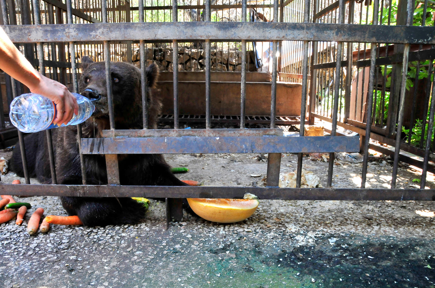 There is one massive catch, unfortunately. Exotic Animals Symbolize Luxury In Lebanon S Illegal Trade The Seattle Globalist