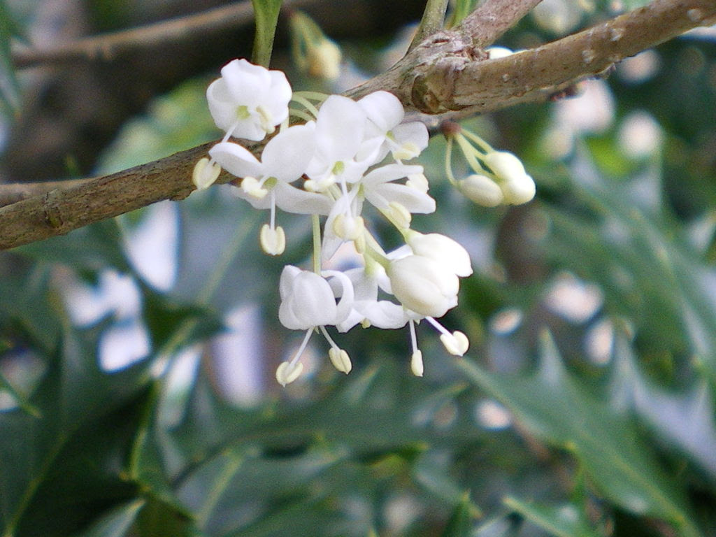 すべての花の画像 ラブリーヒイラギ 花言葉