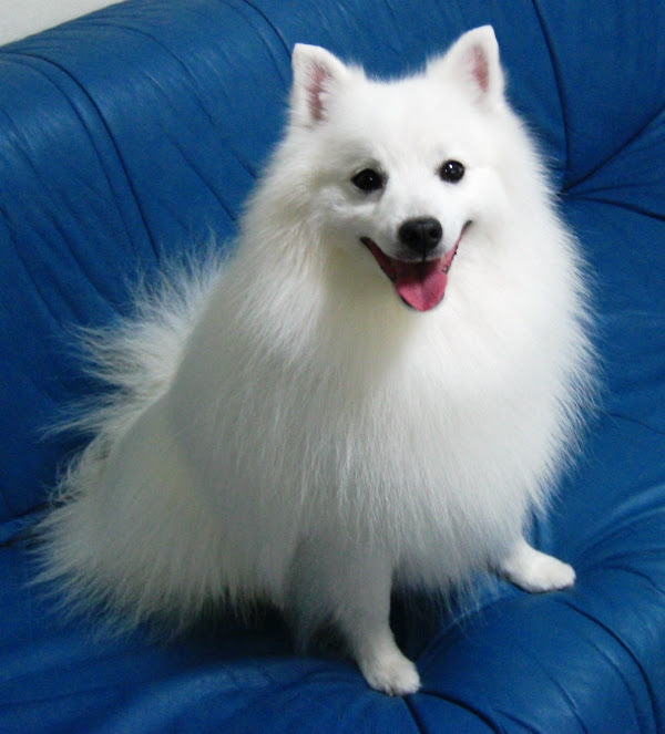 Jpsaepictgf1n ポメラニアン スピッツ ミックス 8515 ミックス 犬 ポメラニアン スピッツ