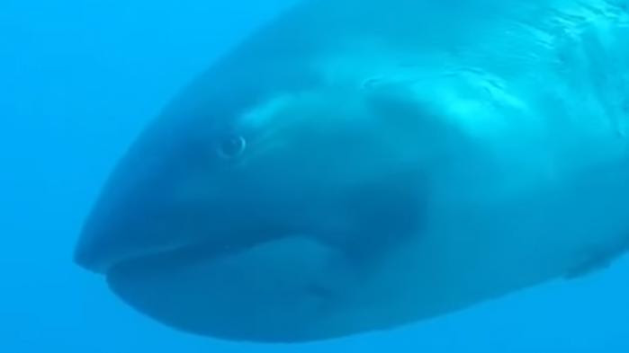 VIDEO. Une espèce rare, le requin grande-gueule, filmée par hasard par une plongeuse en Indonésie