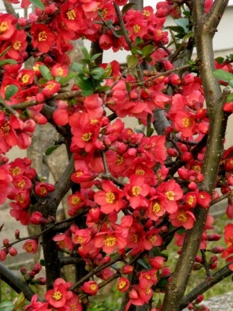 すべての花の画像 ラブリー春 4 月 春 赤い 花