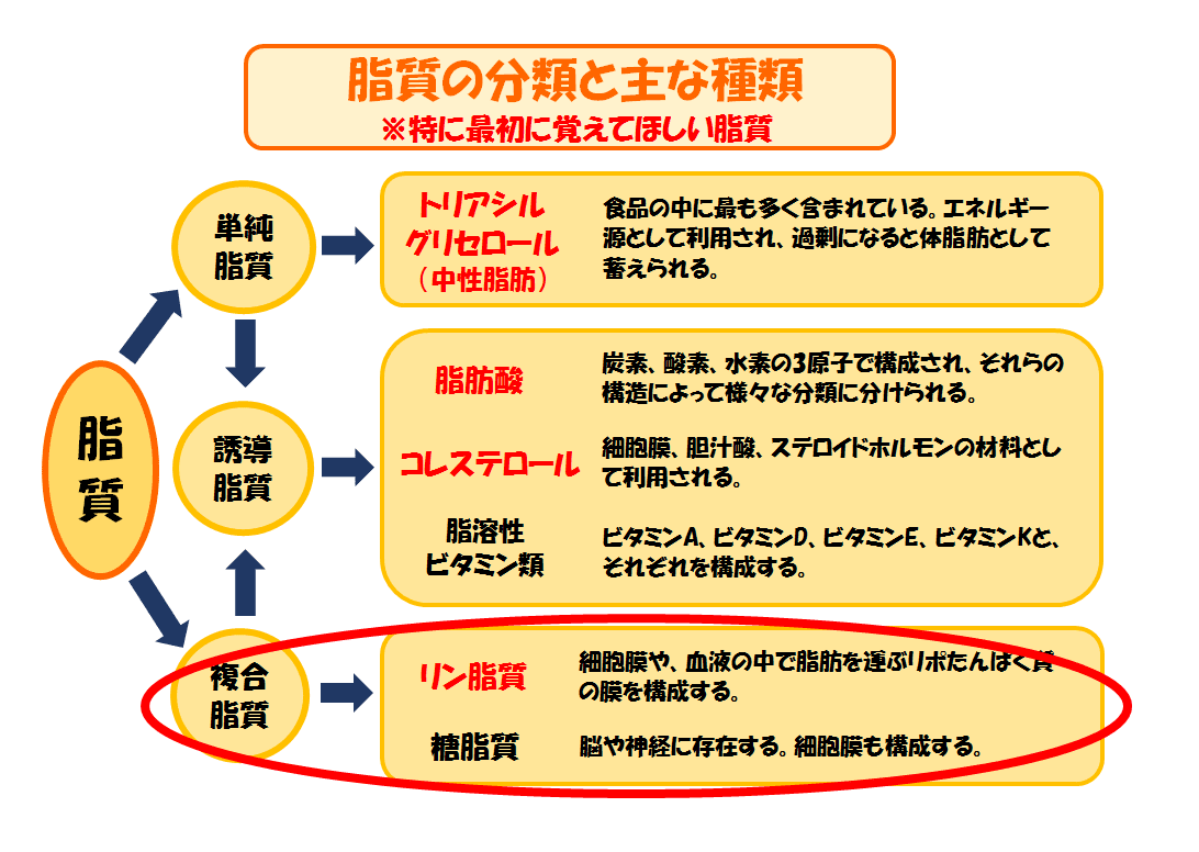 綺麗なモノ ジ トリ テトラ 覚え方 ただのディズニー画像