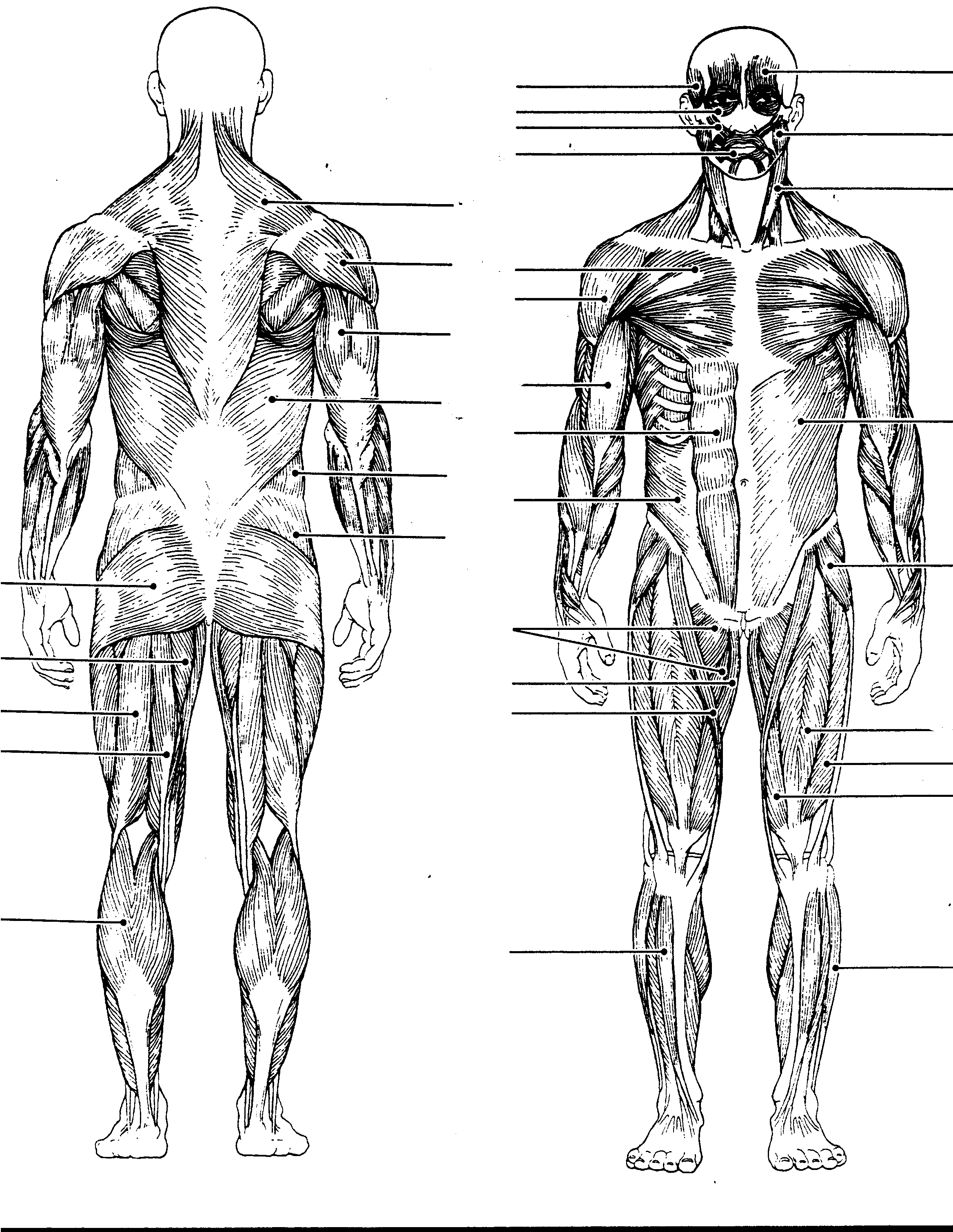 Human Body Diagram Black And White Human Anatomy