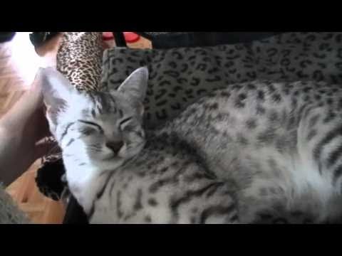 Top Egyptian  Mau kitten napping mewing purring  Video 
