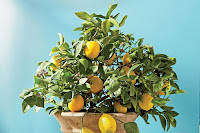 Как вырастить комнатный лимон и заставить его плодоносить