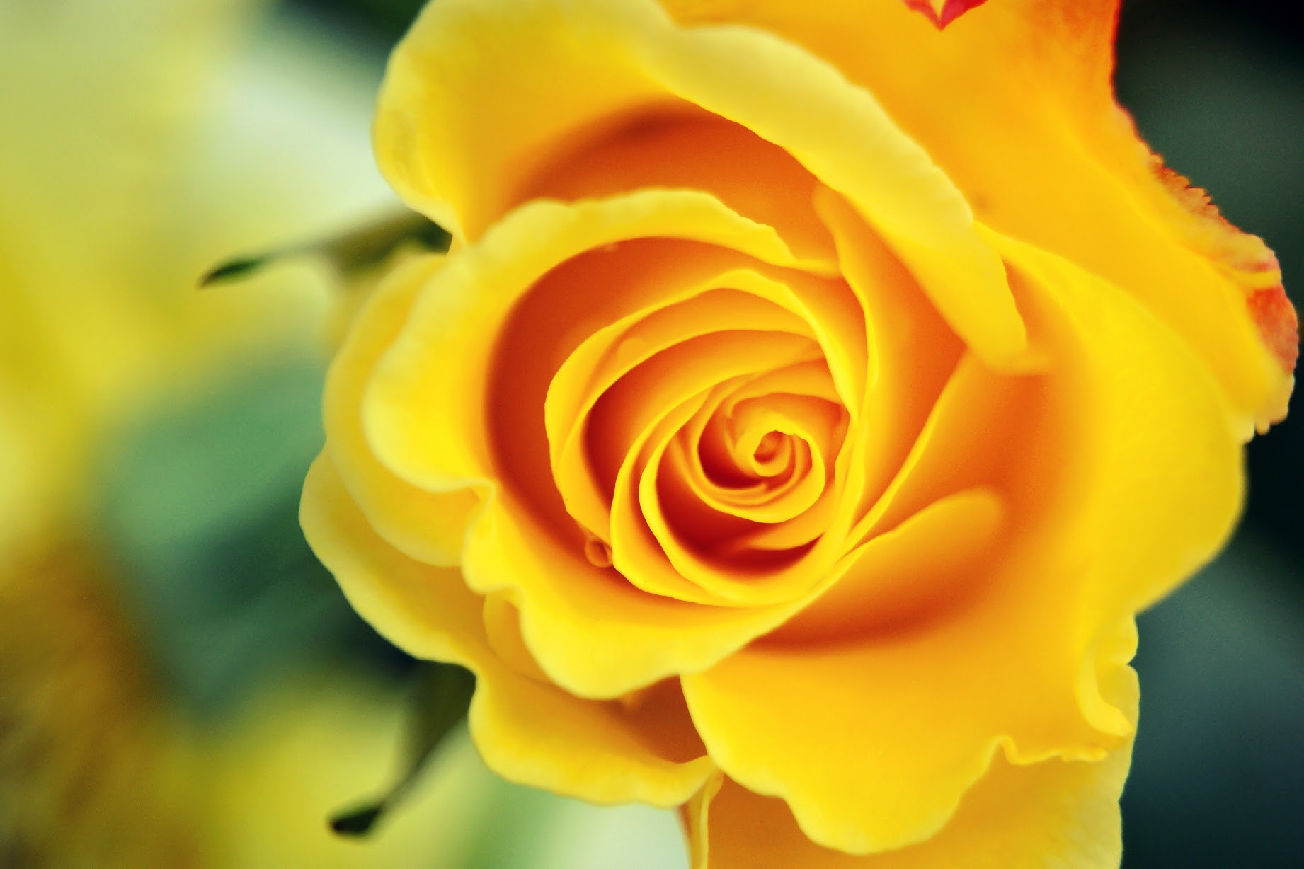 yellow rose wallpapers 13 hd wallpaper