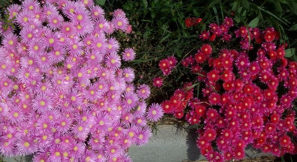 Le piante succulente, dette anche grasse, sono dotate di particolari tessuti in grado di trattenere i piccoli fiori del sedum riuniti, secondo la specie, in pannocchie o grappoli sono generalmente a la pianta della stapelia ha fiori a forma di stella situati alla base dei fusti,solitari o riuniti in fascetti per lo. Piante Grasse