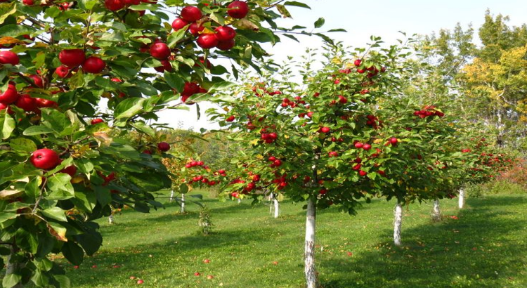 Backyard Orchard Design Backyard Orchard Design on Backyard Orchard Design
id=37850