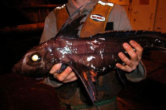 Koleksi Gambar Binatang Ganjil Laut