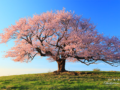 √ダウンロード 高 画質 桜 壁紙 フリー 286455