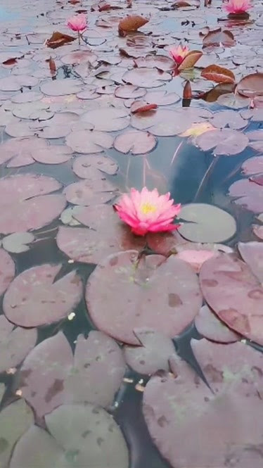 最新 睡蓮花pv 100 で最高の画像