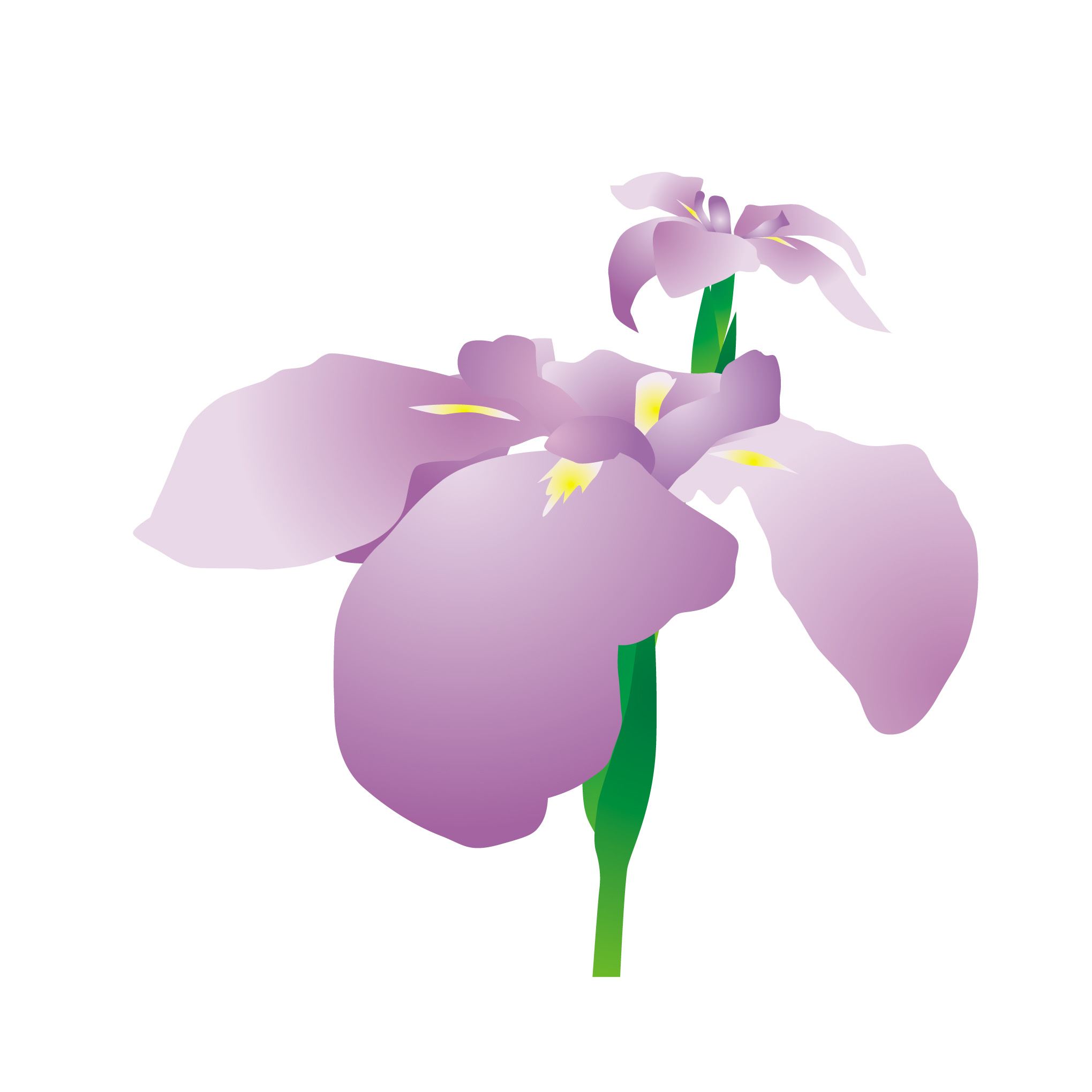 トップ1006がつの花 イラスト 最高の動物画像