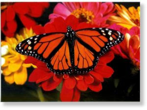 notecard_monarch_butterfly.jpg