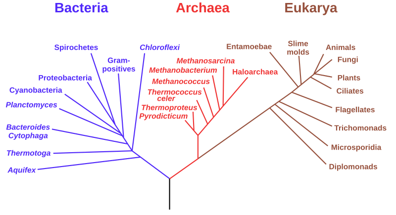 File:Phylogenetic tree.svg