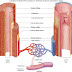 Blood Vessels Labeled Diagram : 34 Label Blood Vessels Diagram Labels Database 2020 / The following diagram summarises the structural differences between different types of blood vessels.
