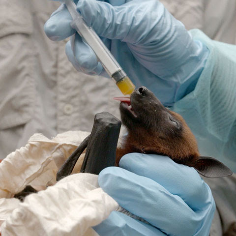 Monitoring Nipah in Bat Populations Scientist At Work