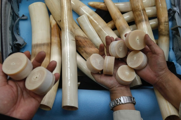 Thai customs officers show seized ivory during a news conference at the customs office in Bangkok July 28, 2014. The ivory was seized from a shipment from Ivory Coast via Thailand to Siam Reap in Cambodia, according to the officers. The confiscated products included 18 elephant tusks and ivory products worth about $282619.17, the authorities said.